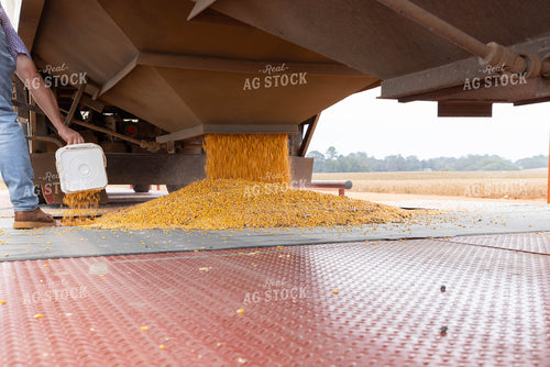 Dumping Corn into Dryer Pit 79527