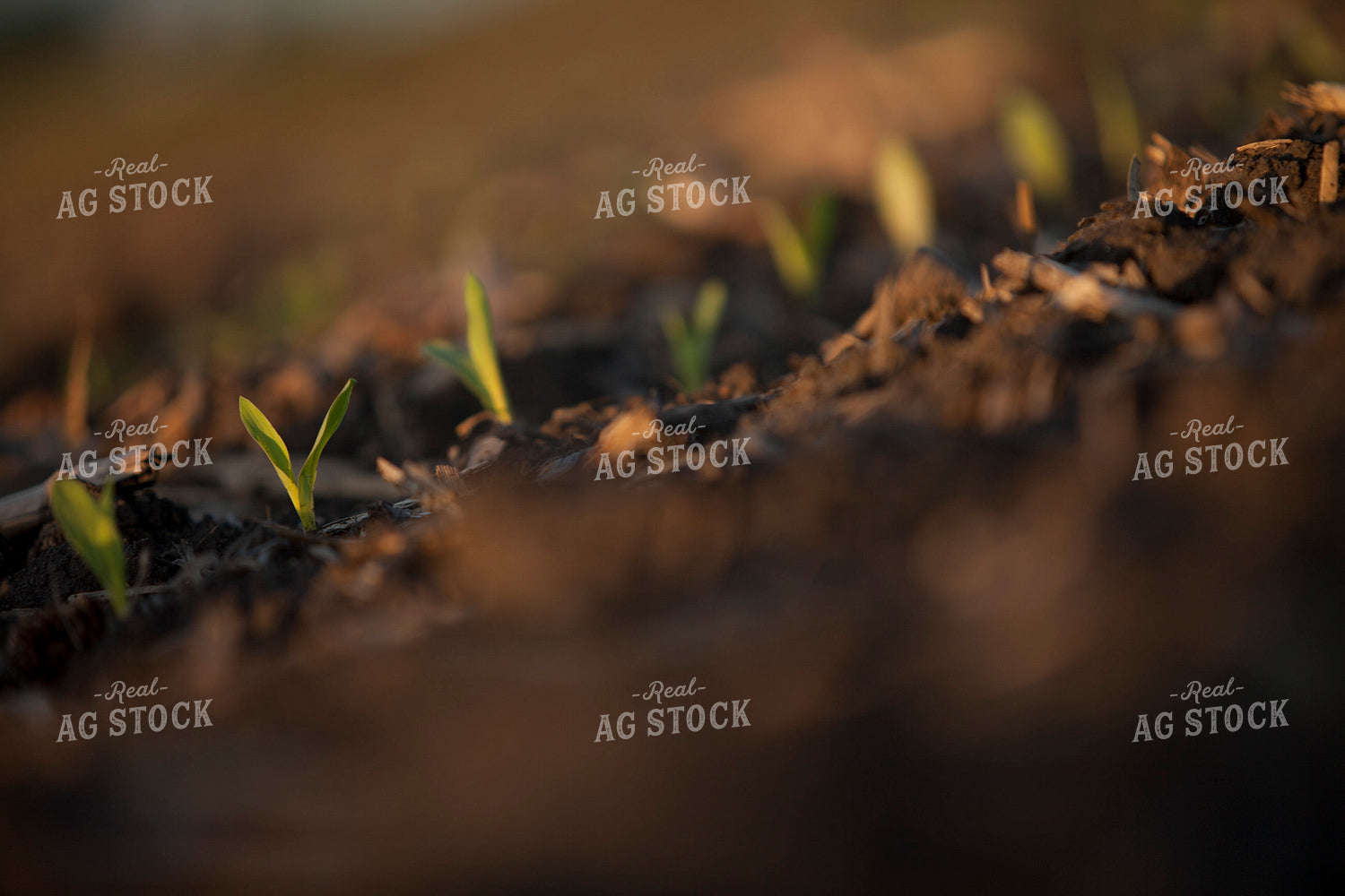 Corn - Early Growth 1155