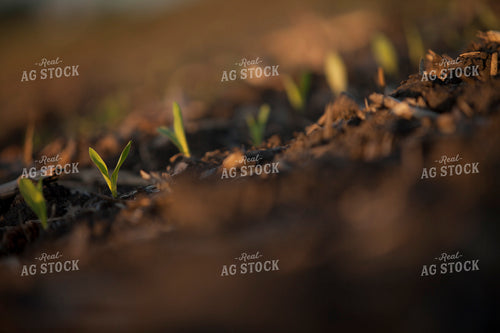 Corn - Early Growth 1155