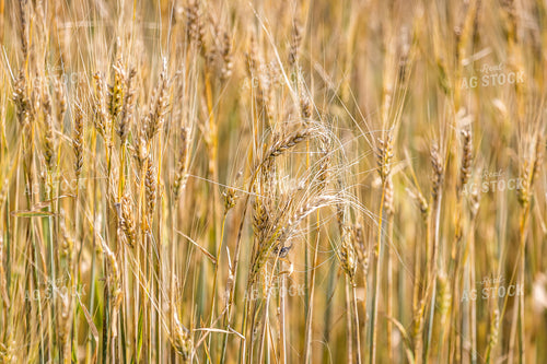 Barley 138088