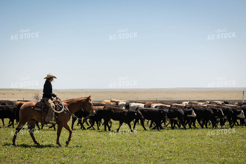 Rancher on Horseback Herding Cattle 219084