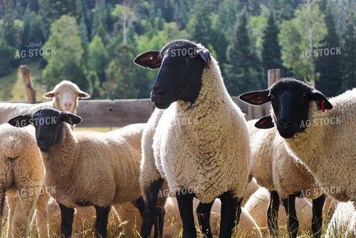Sheep 261015