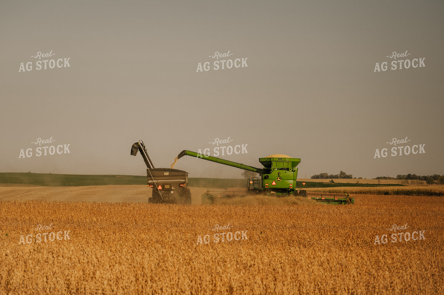 Soybean Harvest 185127
