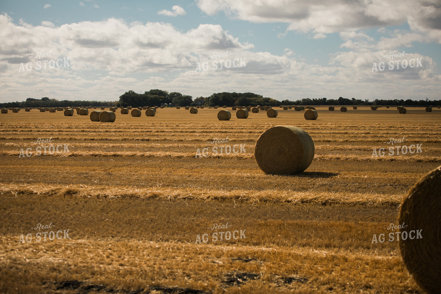 Round Straw Bales 3283