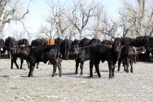 Angus Calves 117211