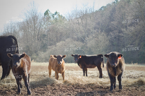 Calves on Pasture 251134