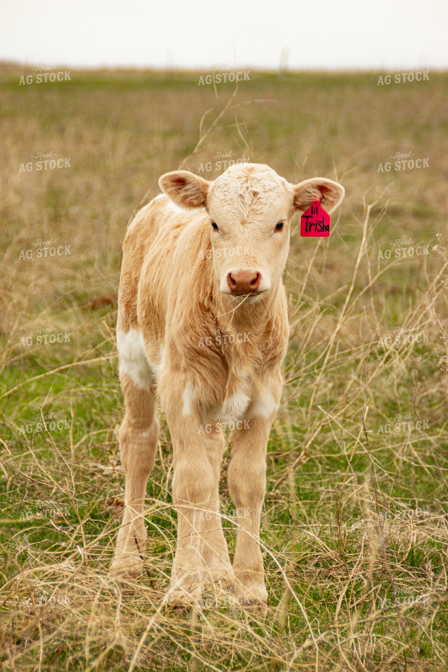 Calf 155134