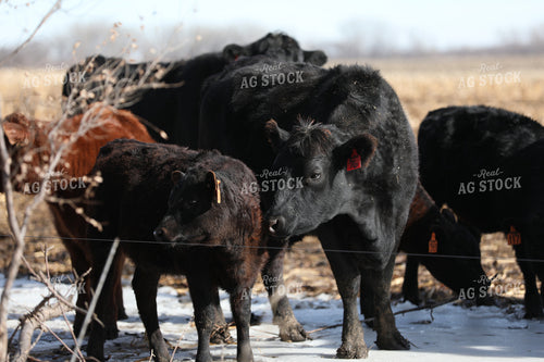 Cow Calf Pairs 305003