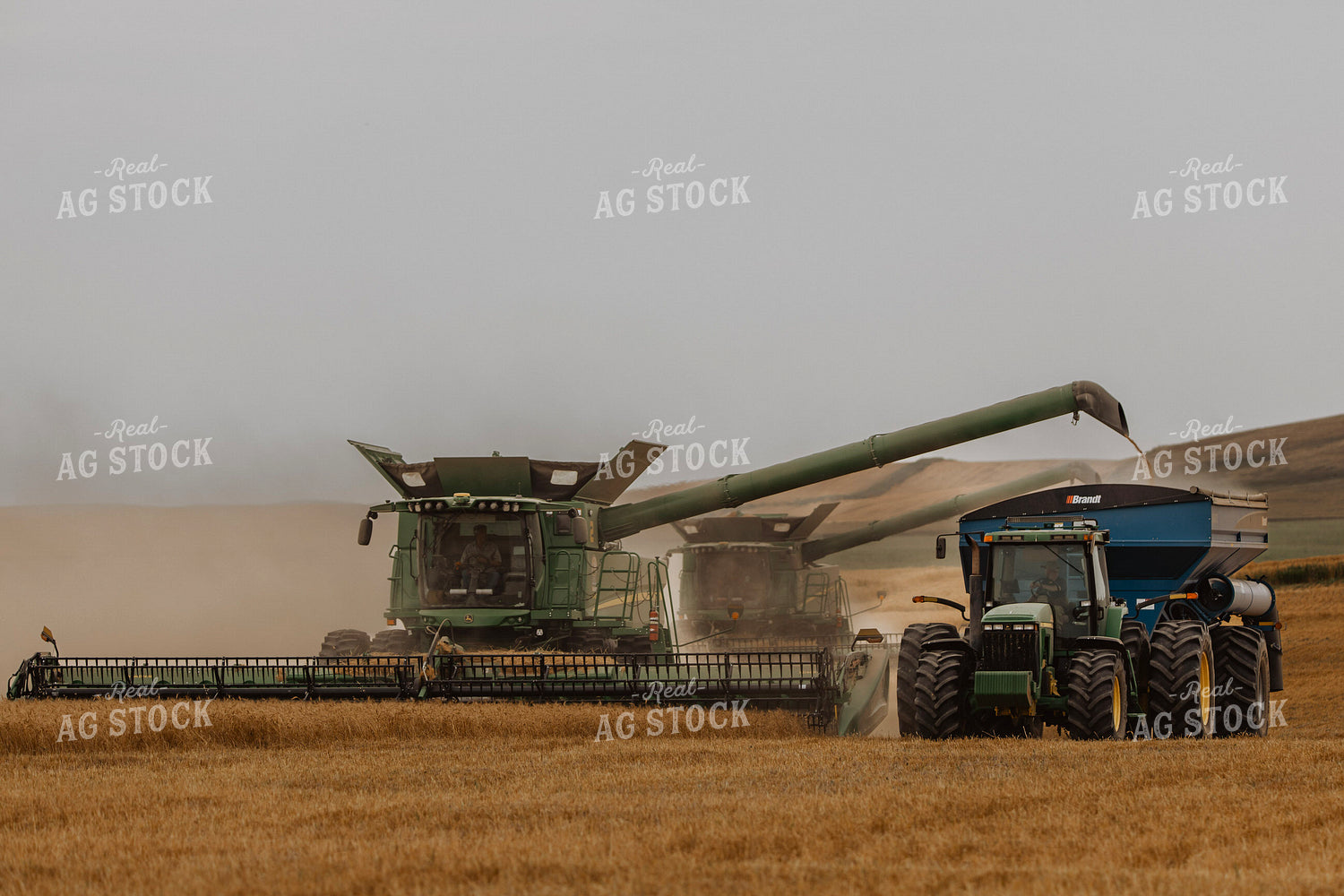 Wheat Harvest 187210