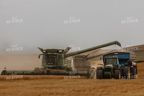 Wheat Harvest 187210