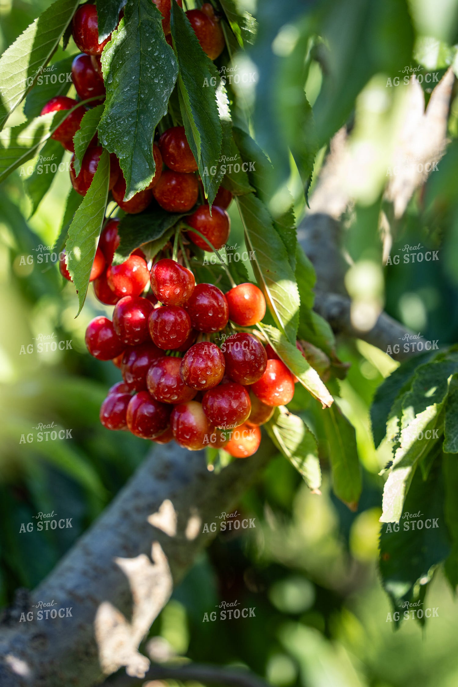 Cherries 65779