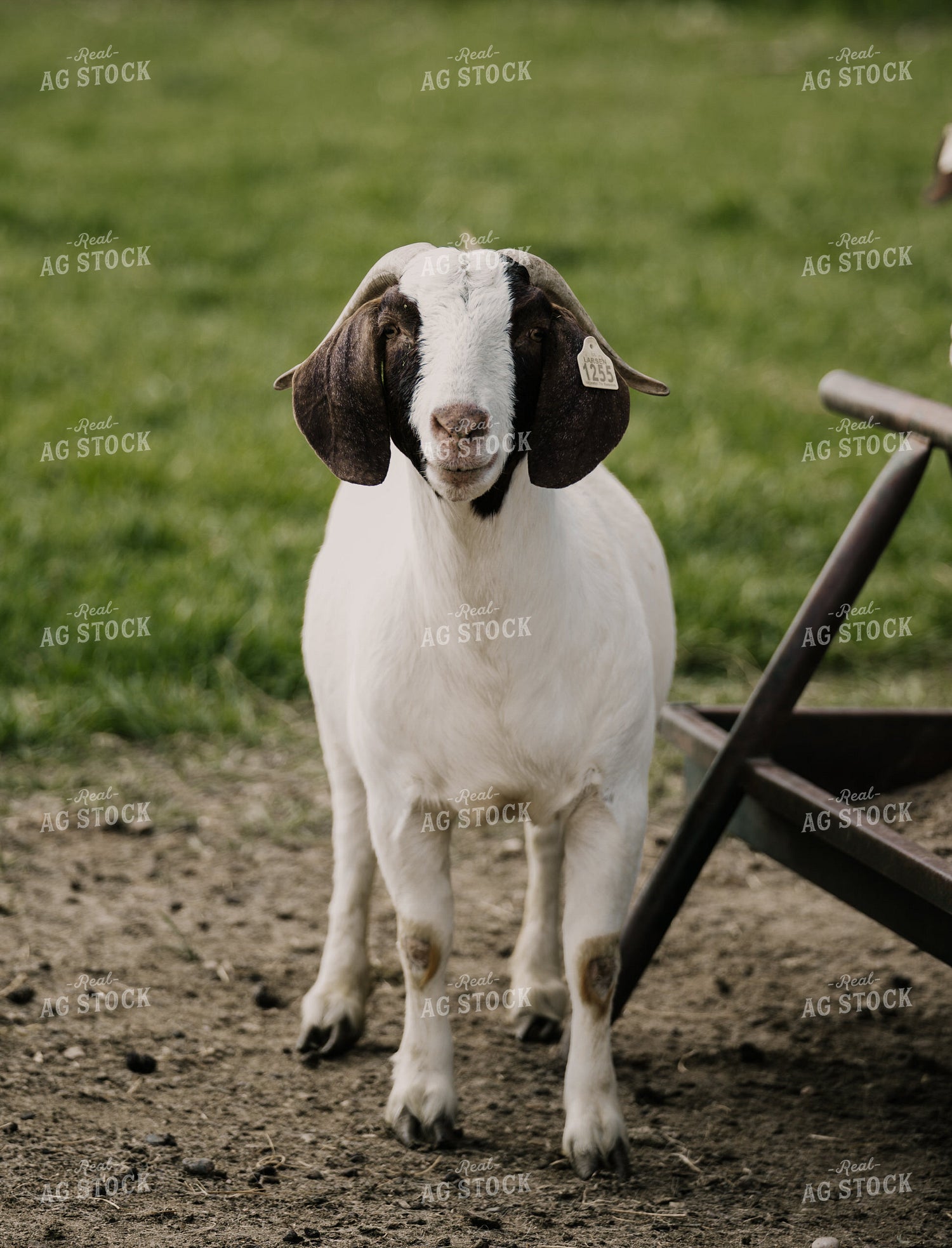 Goats 185139