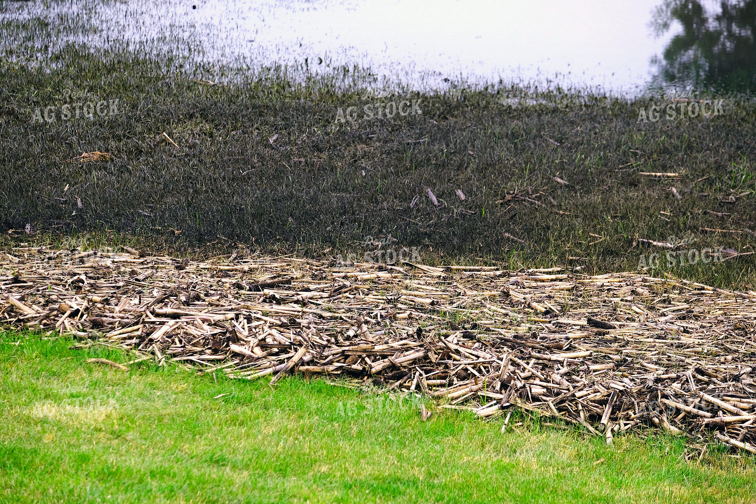 Ponding in Cornfield 154085