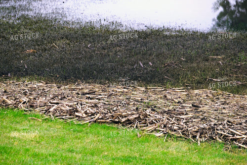 Ponding in Cornfield 154085