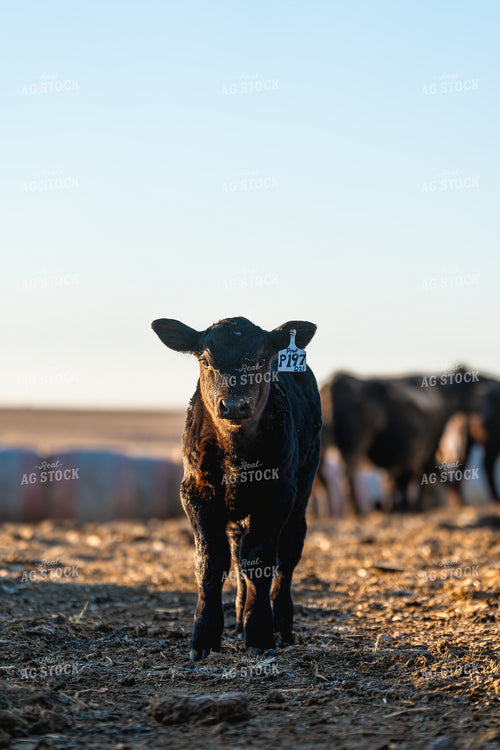 Simmental Calf 68343