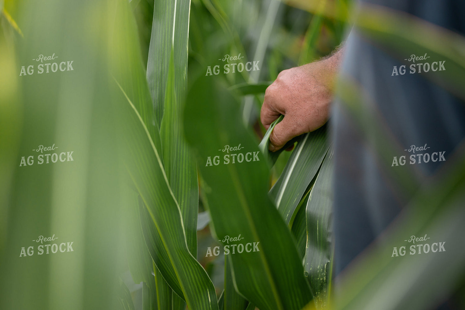 Farmer Checking Midseason Corn Field 279015