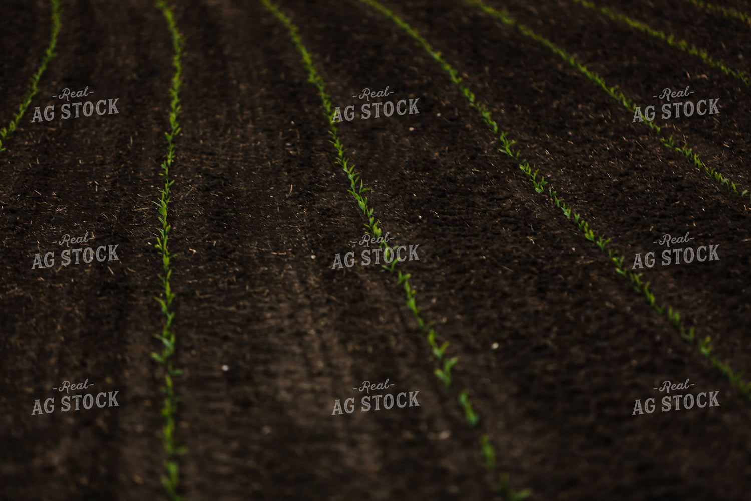 Planting 2895