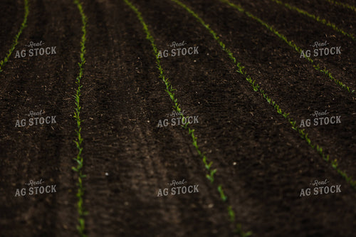 Planting 2895