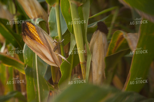 Corn - Mid-Season 1310
