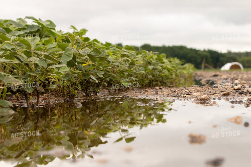 Standing Water in Soybean Field 157214