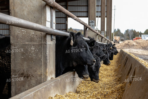 Cattle in Feedyard 108038