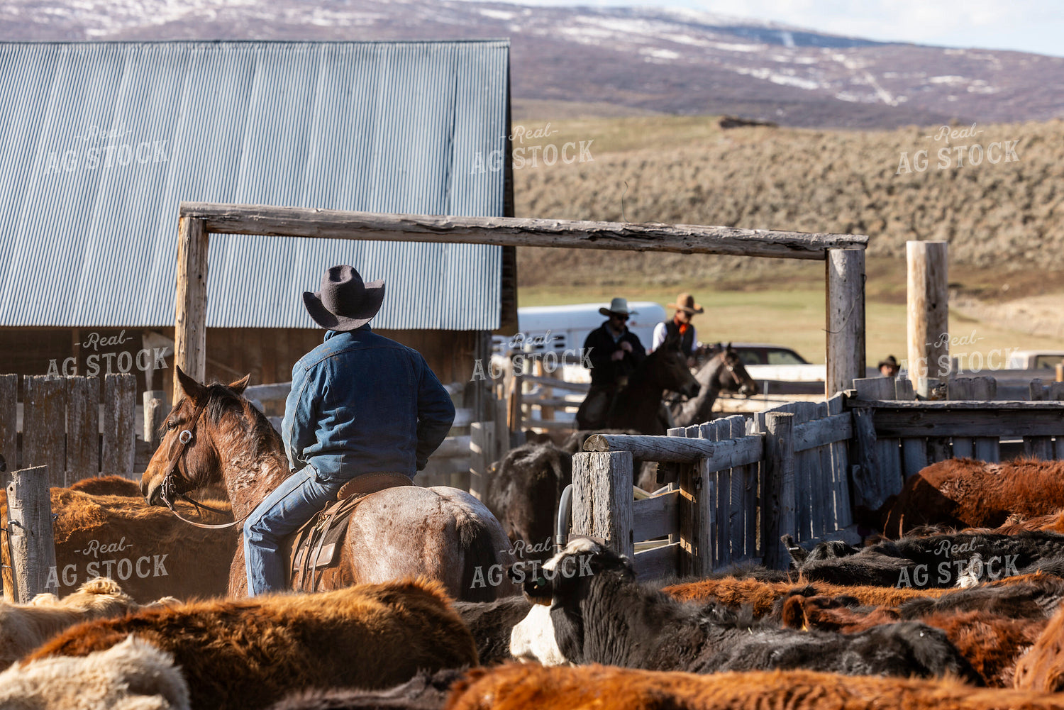 Rancher Working Cattle on Horseback 200032