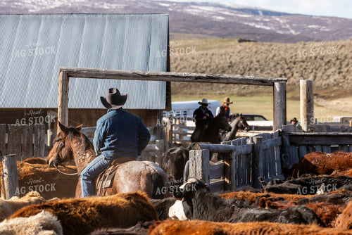 Rancher Working Cattle on Horseback 200032