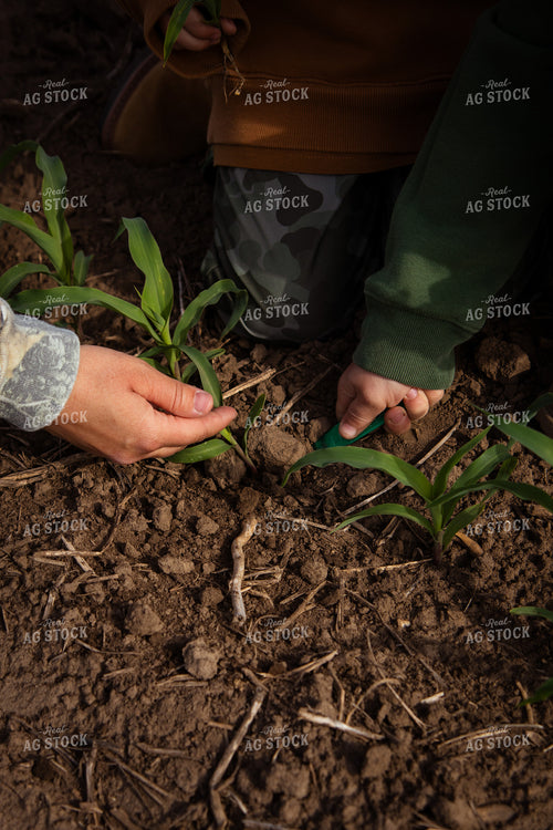 Farm Family Checking Early Growth Corn 268288