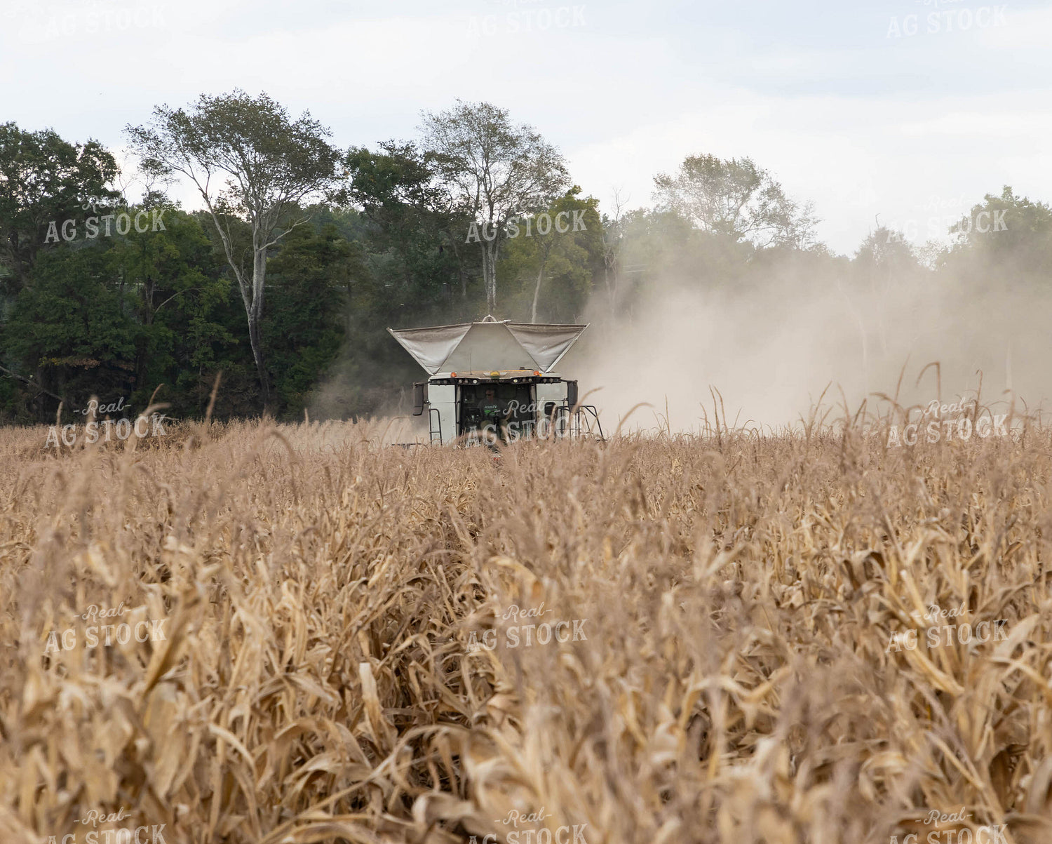 Corn Harvest 79406