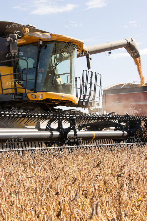 Soybean Harvest 255021