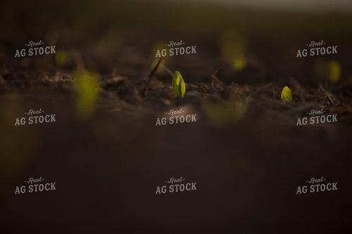Corn - Early Growth 1132