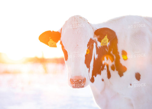 Dairy Cow in Snow 55045