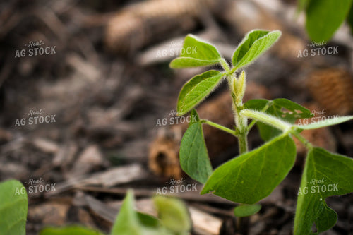 Early Growth Soybeans 191130