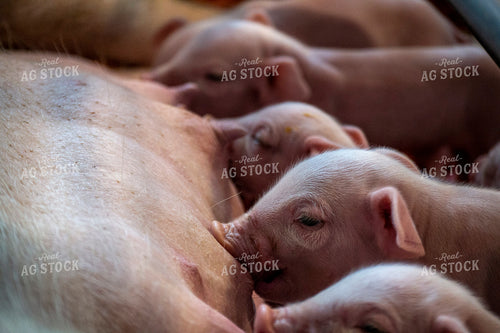 Piglets 197003