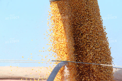 Loading Corn into Semi Truck 52067