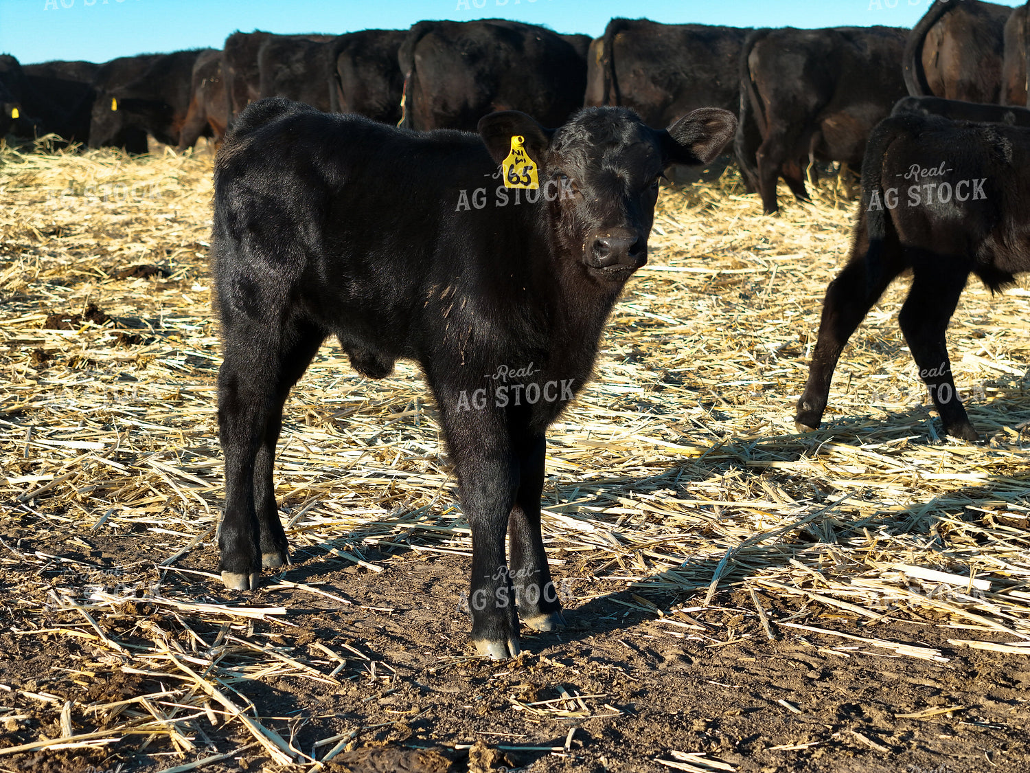Black Angus Cattle 239555