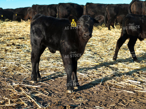 Black Angus Cattle 239555
