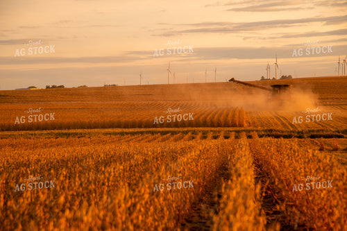 Combine Harvesting Soybeans 25698