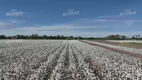 Cotton Harvest 149108