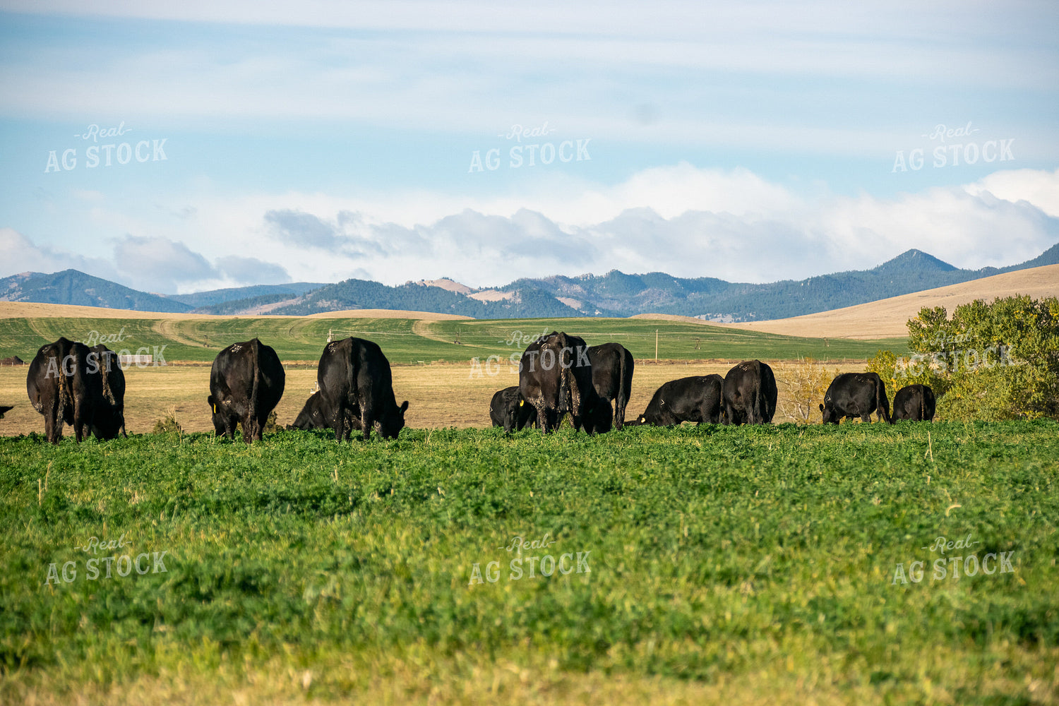 Cattle in Irrigated Pasture 51018
