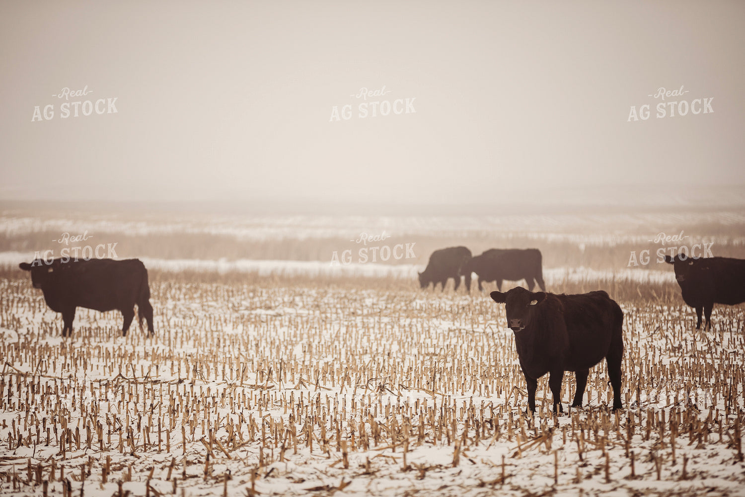 Cattle in Snowy Corn Stalks 285067