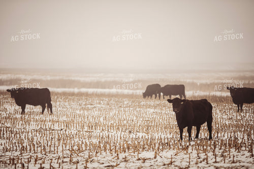 Cattle in Snowy Corn Stalks 285067