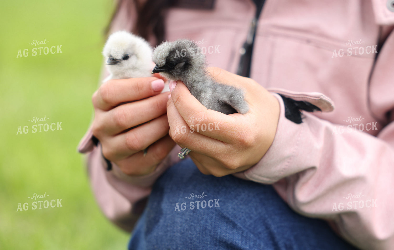 Female Farmer Holding Baby Chicks 90156