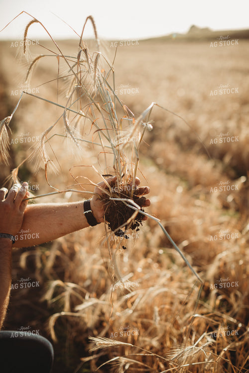 Farmer Agronomist Holding Soil in Soybean and Rye Cover Crop Field 5821