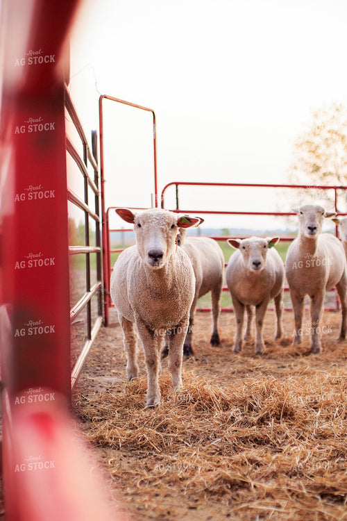 Sheep in Farmyard 93181