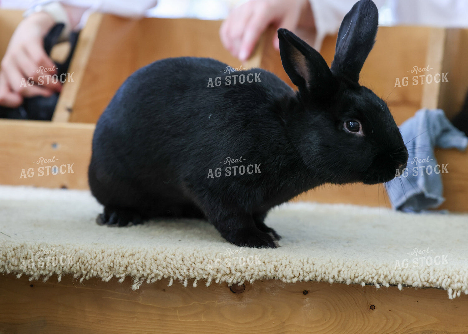 Showing Rabbits 160229
