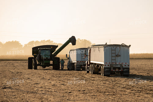 Soybean Harvest 274014