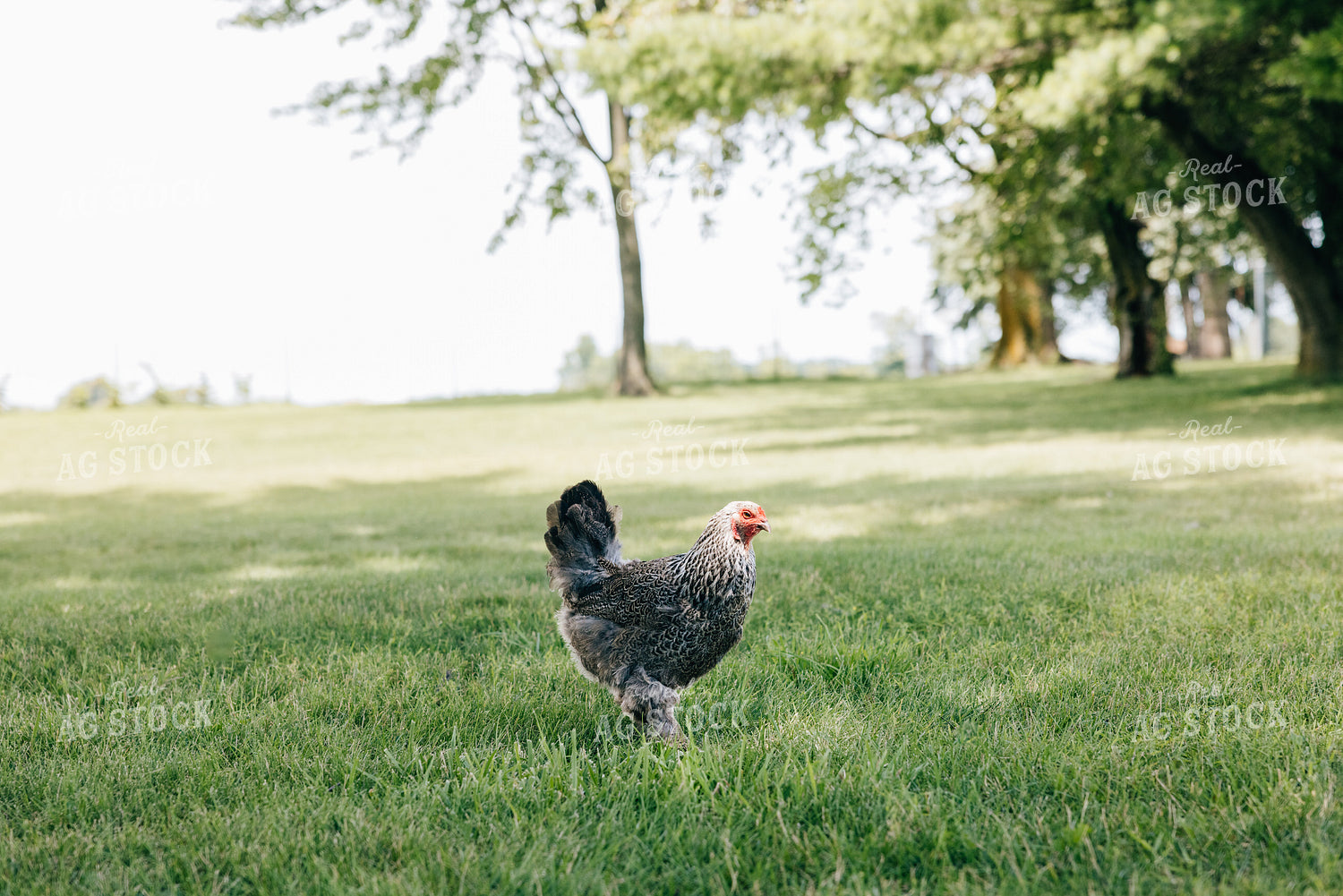 Backyard Chickens 178070
