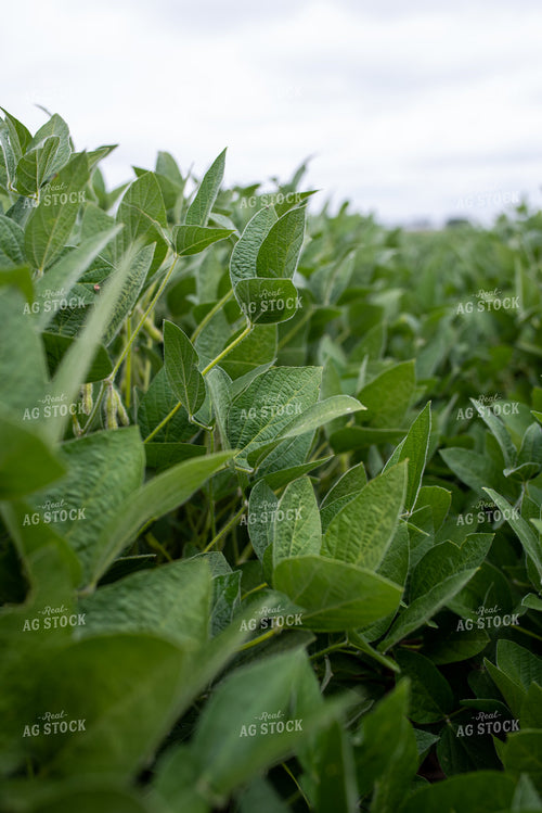 Soybean Field 76277
