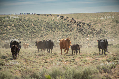 Cattle Drive 78220